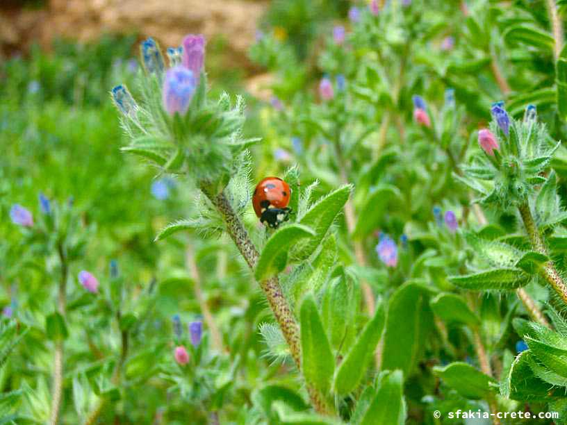 Bettina's Photo report of Sfakia, Crete