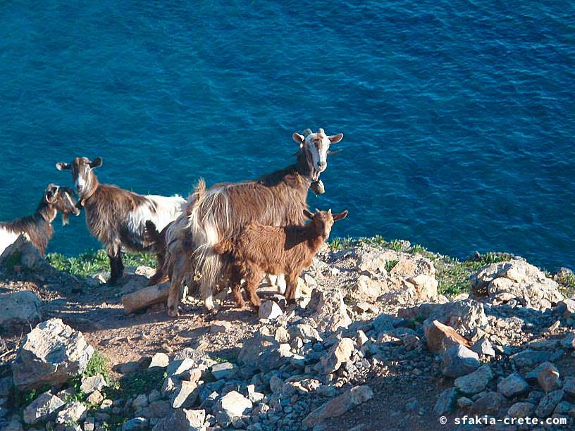 Bettina's Photo report of Sfakia, Crete