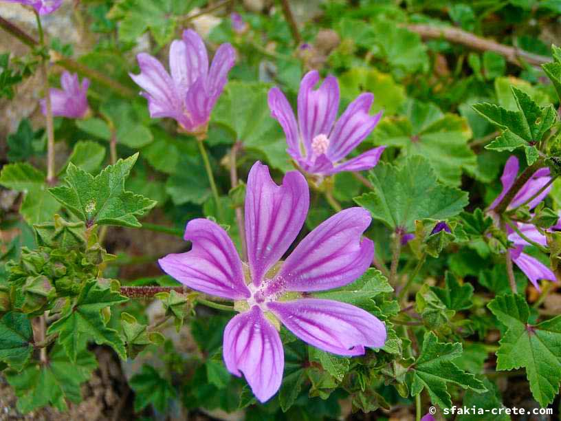 Bettina's Photo report of Sfakia, Crete