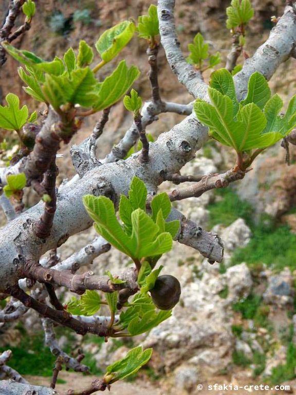 Bettina's Photo report of Sfakia, Crete