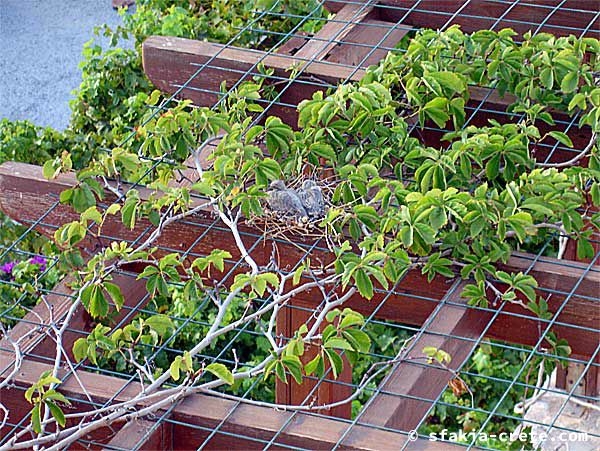 birds-nest