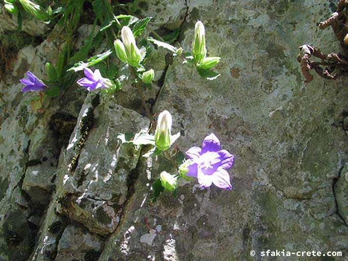 flowers1