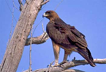 Bonelli's eagle