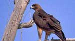 bonelli's eagle