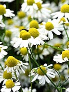 Chamomile