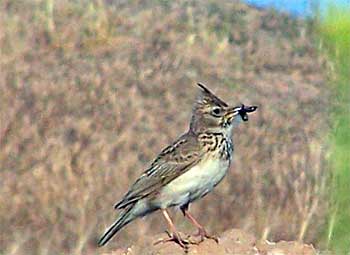 crested lark