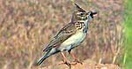 crested lark