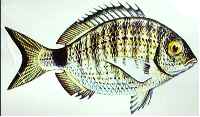 white bream