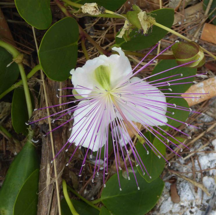 caper flower