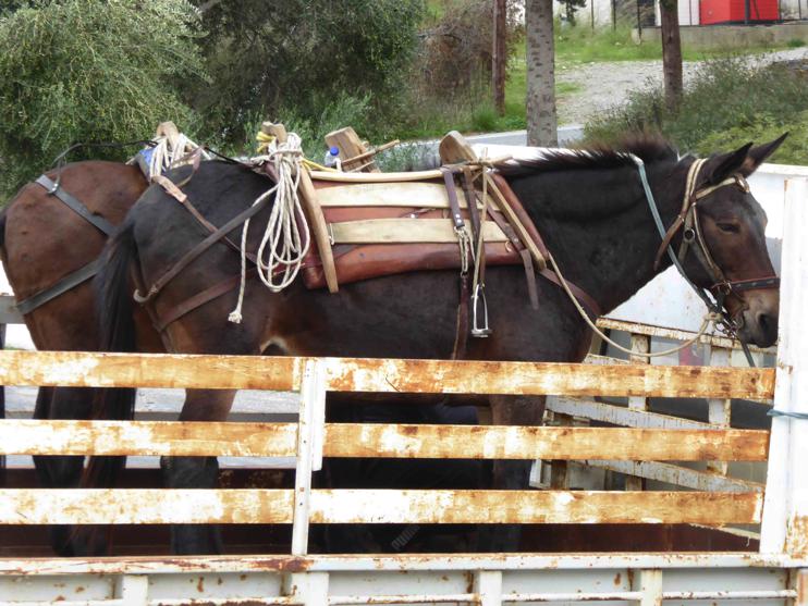 2 mules samaria gorge