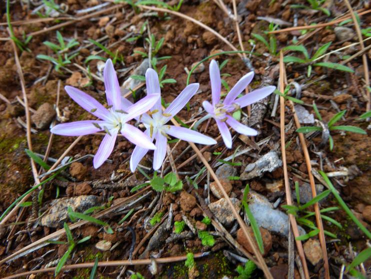 Colchicum pusillum