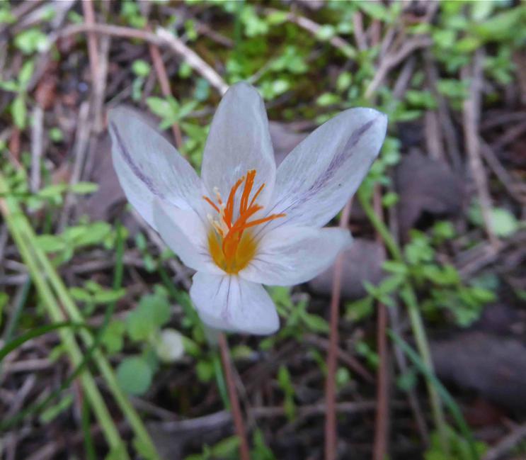 Crocus laevigatus