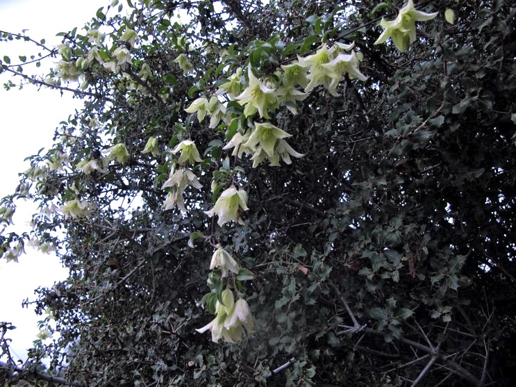 clematis cirrhosa