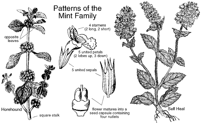 Lamiaceae, or the Mint family