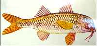 striped mullet