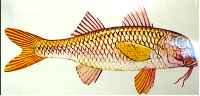 striped mullet