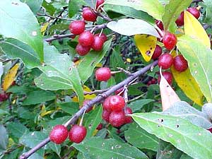 olives on a olive tree branch