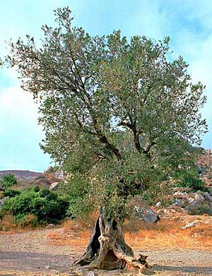 Ancient olive tree