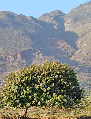 Frangokastello, Sfakia: olive tree