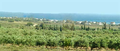 Frangokastello olive grove