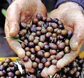 picked olives in the hands