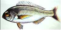 bream