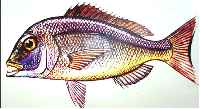 common sea bream