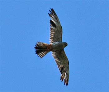 redfooted falcon