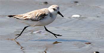 sanderling