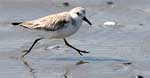 sanderling