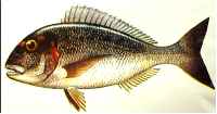 sea bream