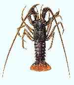 spiny lobster