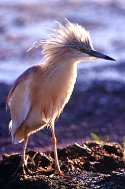 squacco heron