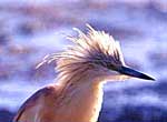 squacco heron