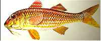 red mullet