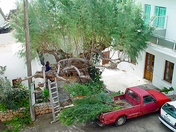 Tamarisk pruning