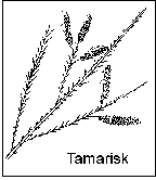 Tamarisk branch