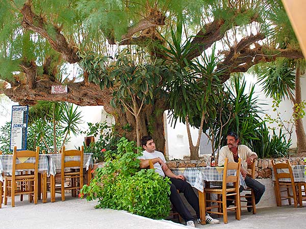 Tamarisk before our Hotel Stavris, 2009