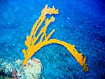 Underwater World of Sfakia 2009 by Damoulis