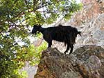 Animals in Sfakia and Crete by Julie