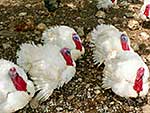 Sfakia and Crete in April 2008 by Wiltrud