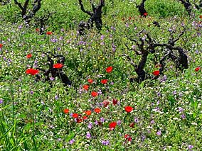 walks in Sfakia, Crete